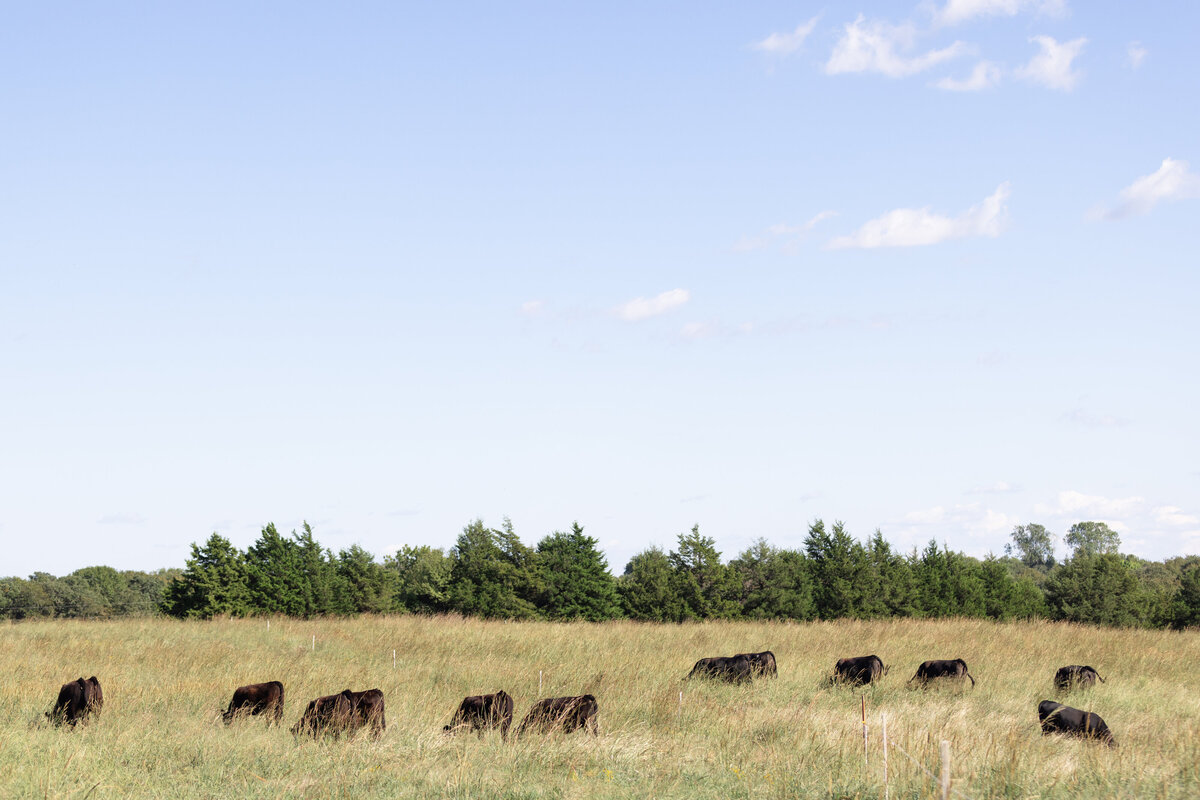 LaFrentzCattle_Oct2023-8538 (1)