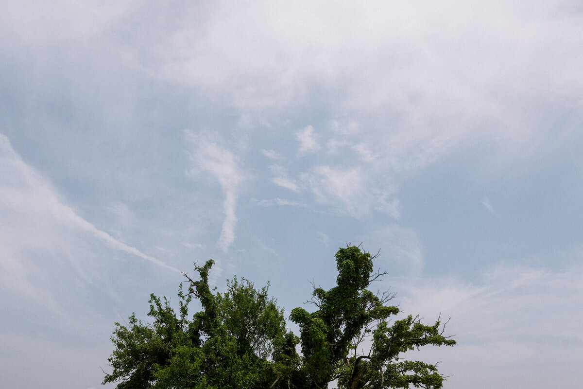 big-old-tree-under-blue-sky