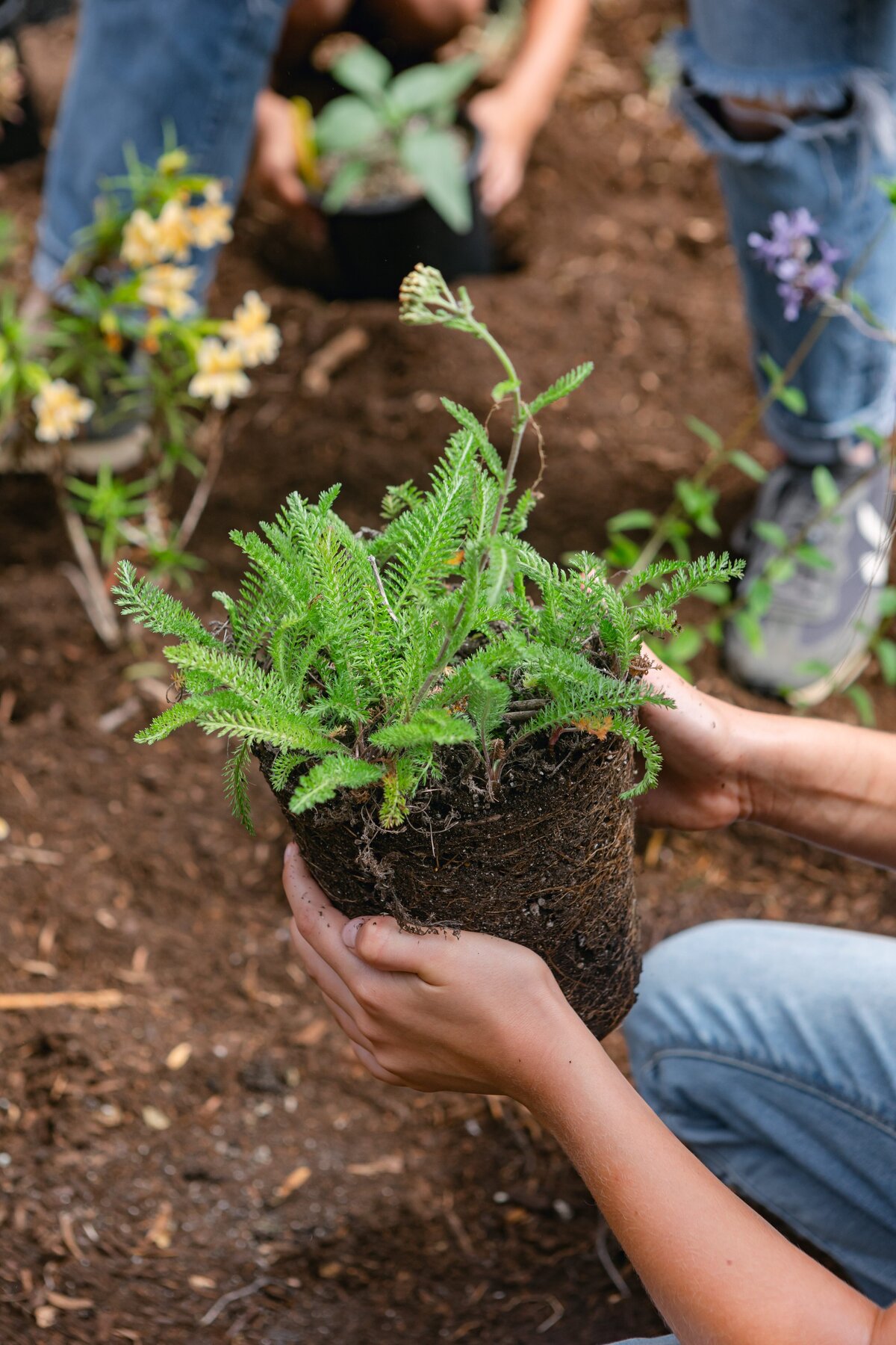 The-Ripe-Org-Farm-Ventura-California-Santa-Paula-Non-Profit-0021