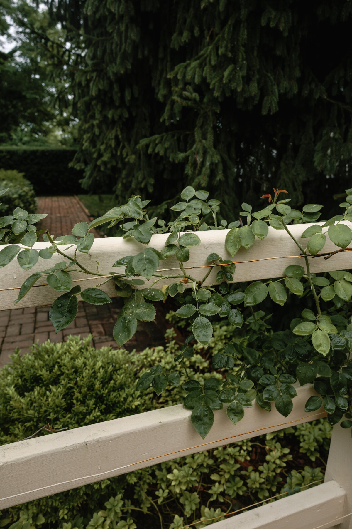 Glenstone Gardens -- Rachel Maloney Photography-101