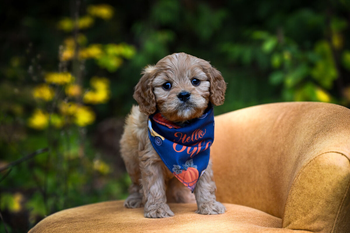 Heavenly Puppies to Love Cavapoo, Cockapoo, and Maltipoo Puppies Photo Oct 23 2023, 1 25 08 PM77