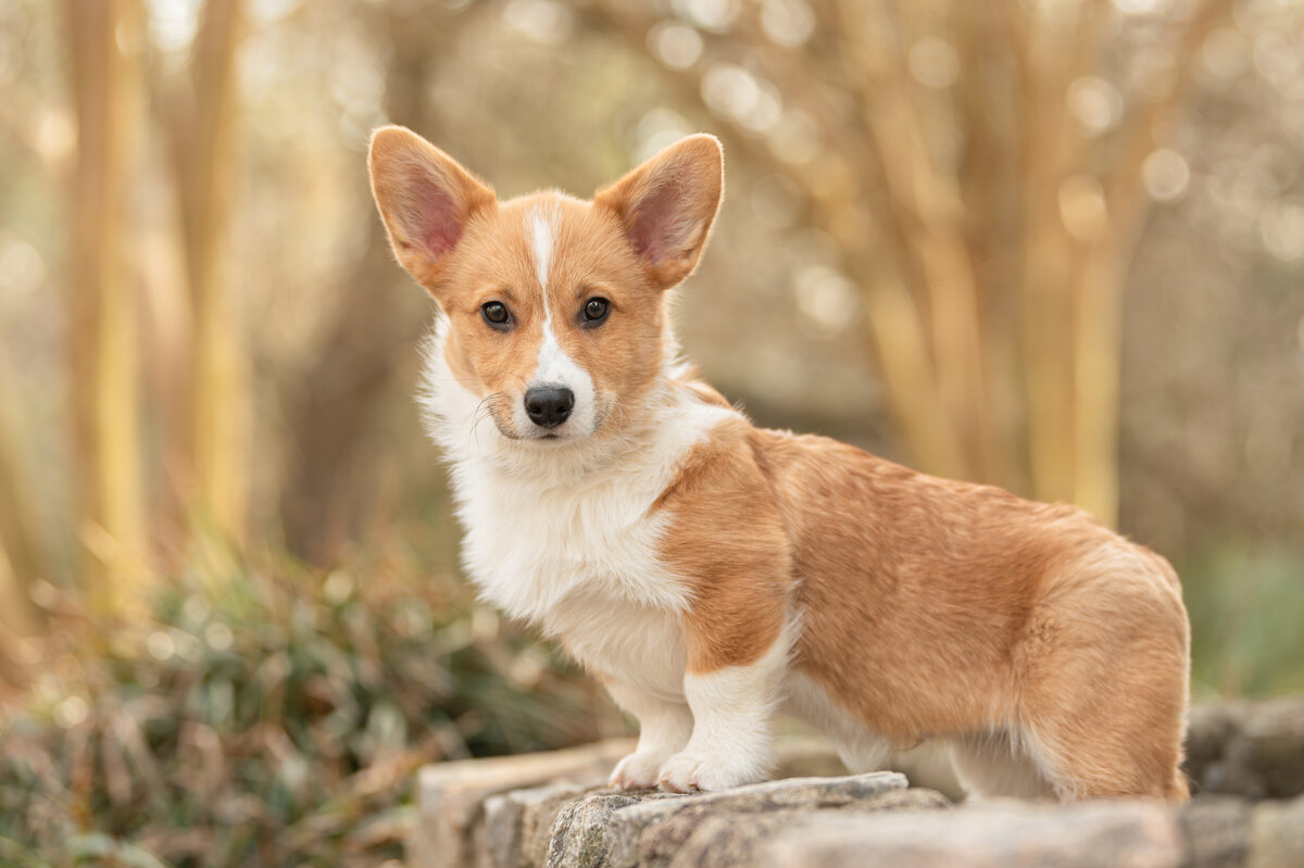raleigh pet photos