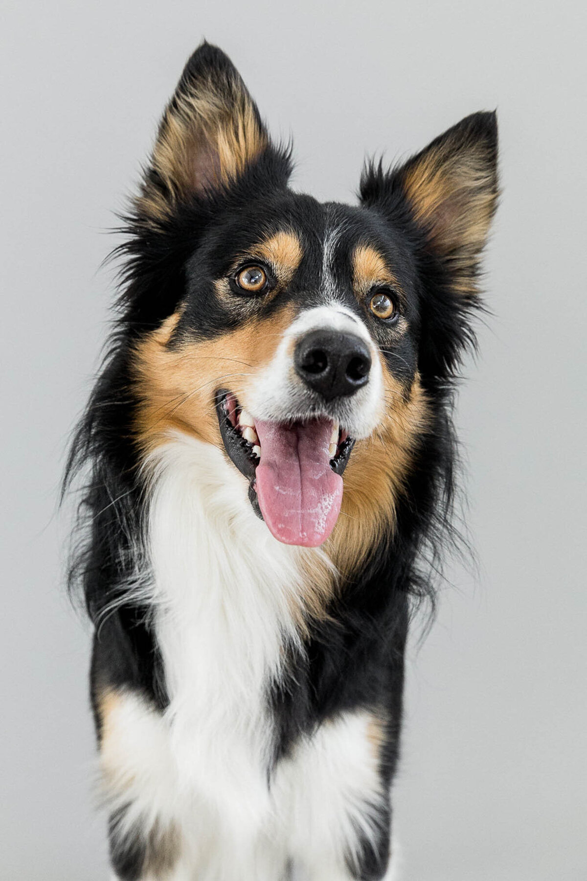 San Francisco pet photography