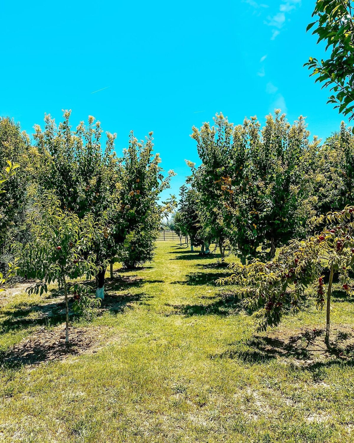 Elopement Greengale Farms