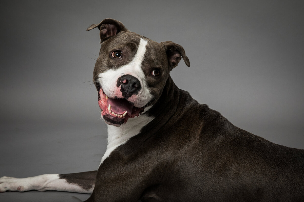 photography-portfolio-of-pet-photos-by-olin