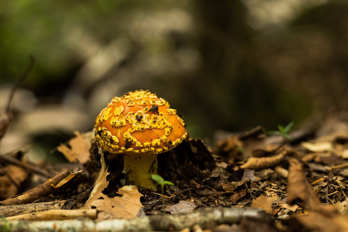 fungi-cape-cod-ma