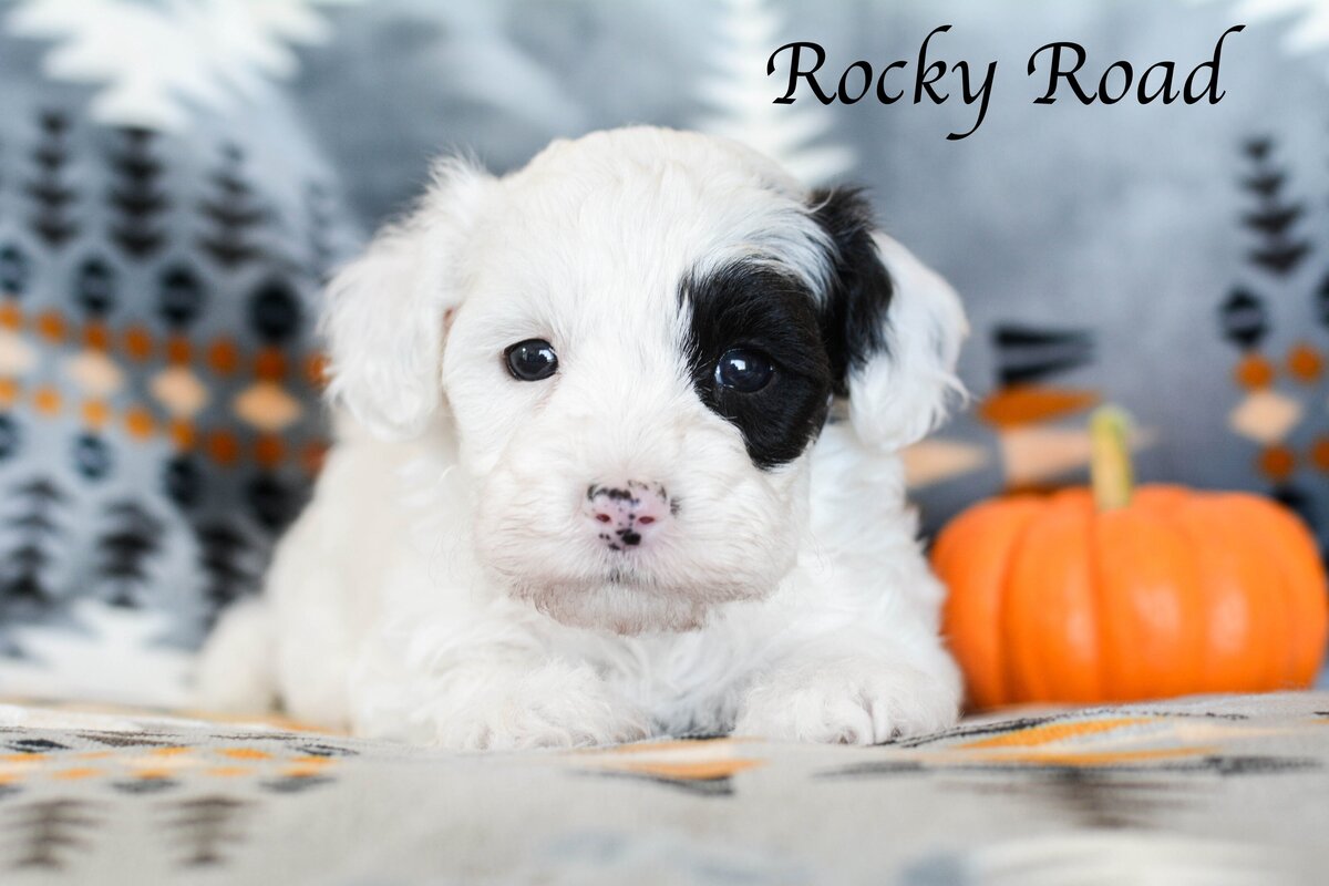 Available Mini and micro Sheepadoodle Puppies