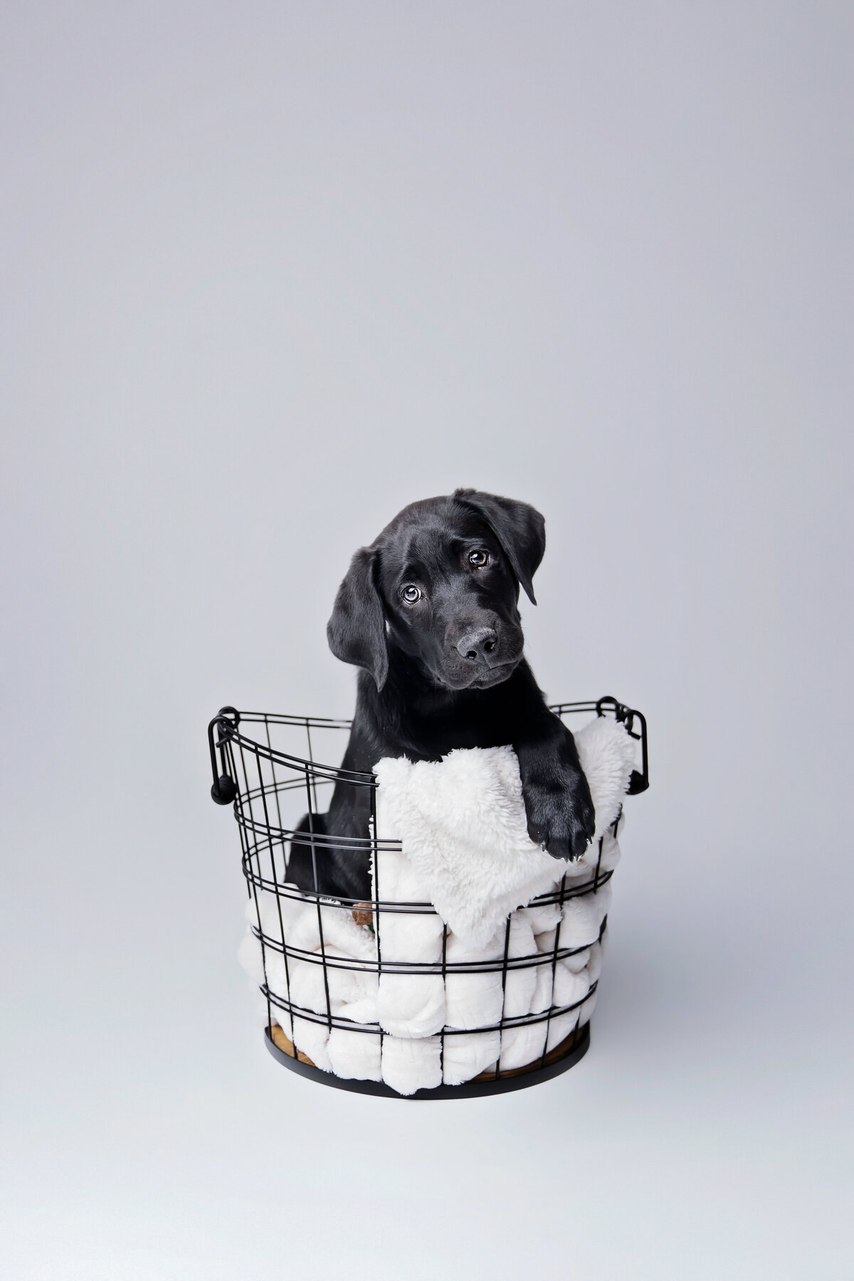 Pet Photographer Grand Junction -  287