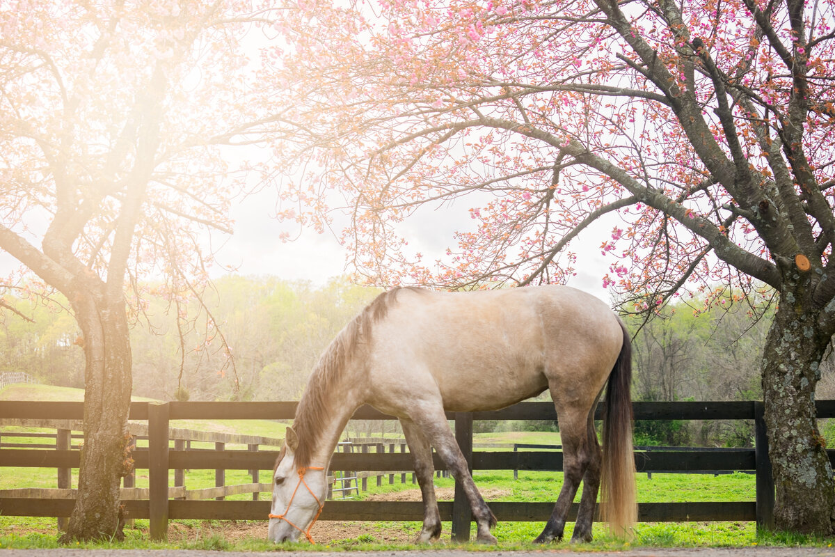 Equestrian-360