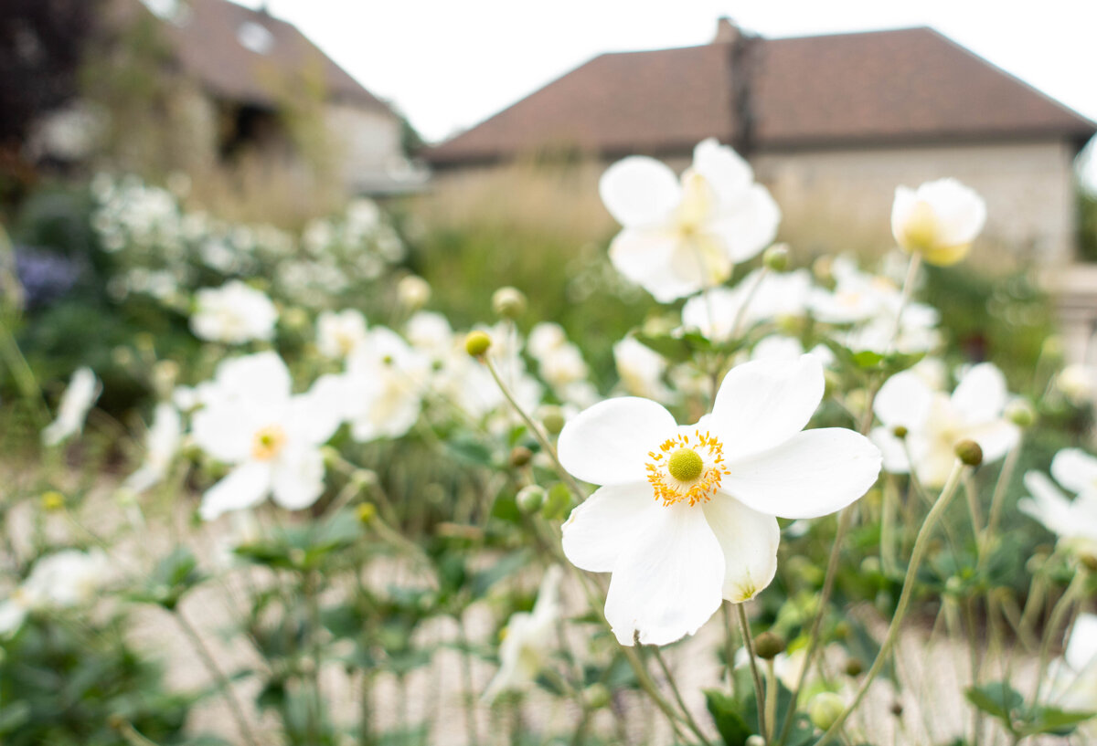 Graminées et fleurs pour un jardin naturel