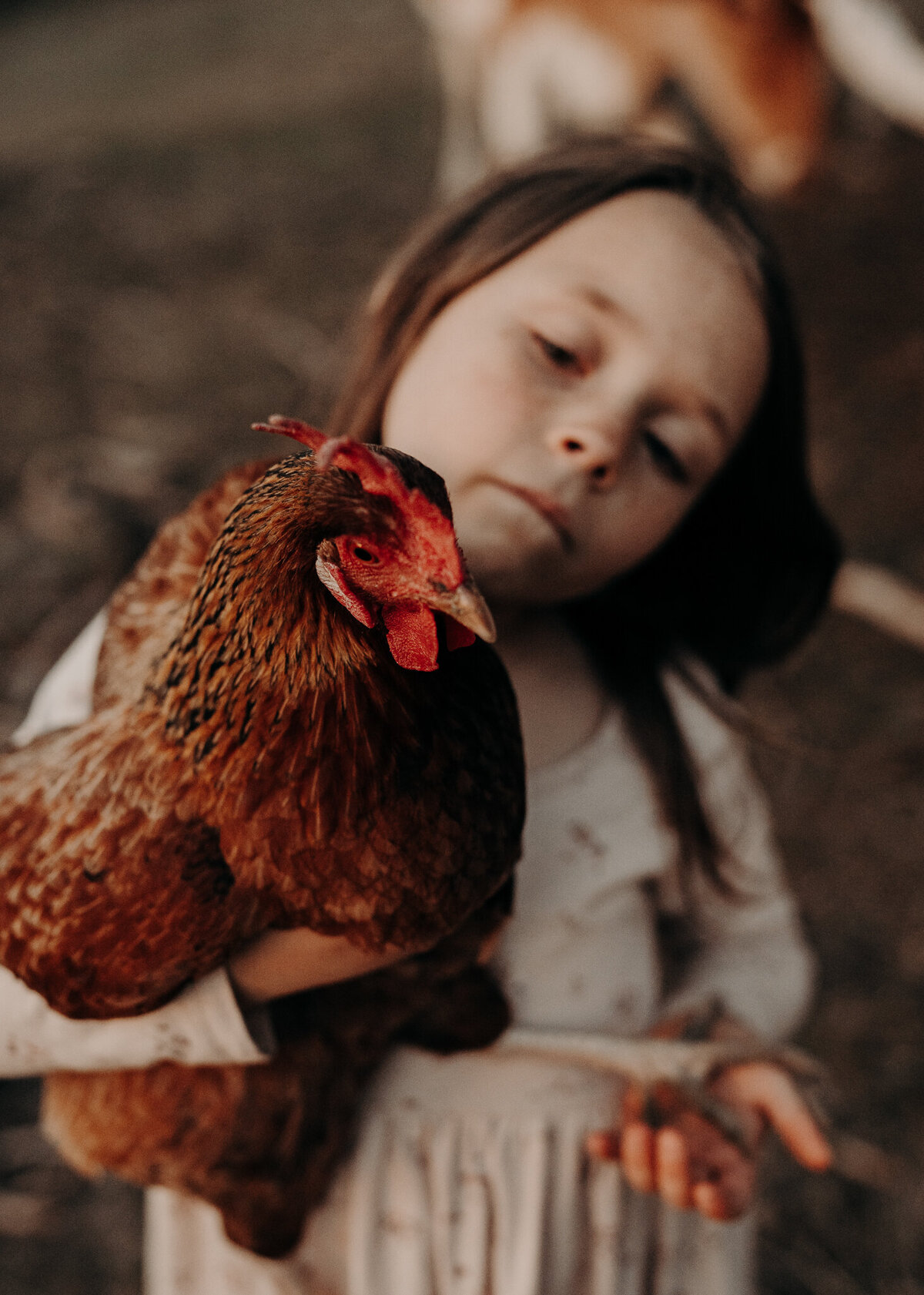 A young girl holds her chicken with a beautiful plume and bright red comb on her family farm in Kiowa Colorado.