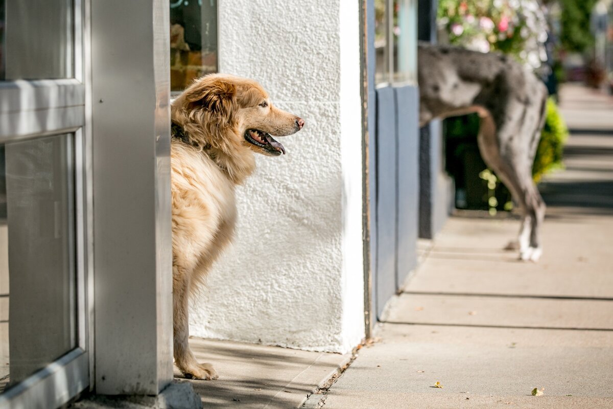 a dog faces out of a storefront