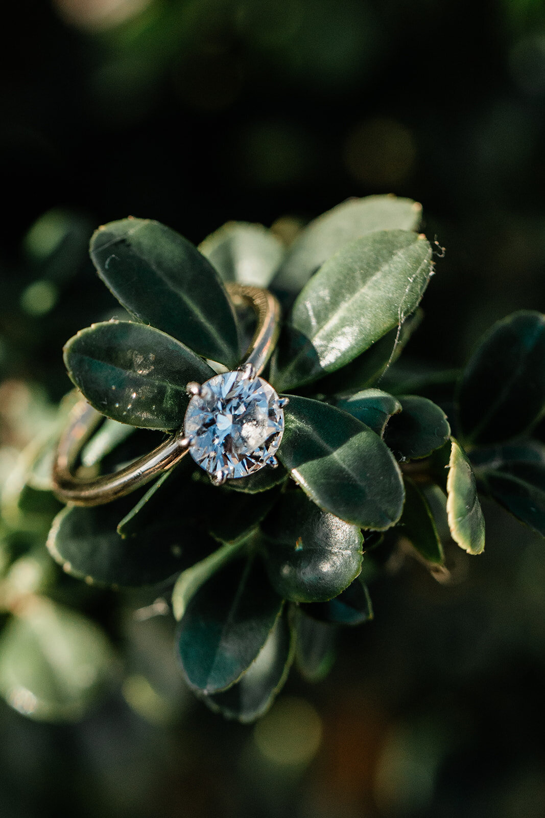 Abbigale and Nolan Engagement Session-348_websize