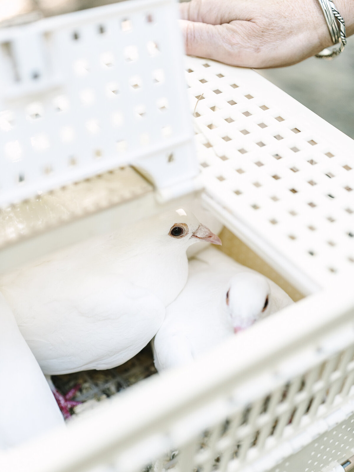 crystal-bridges-museum-wedding-5