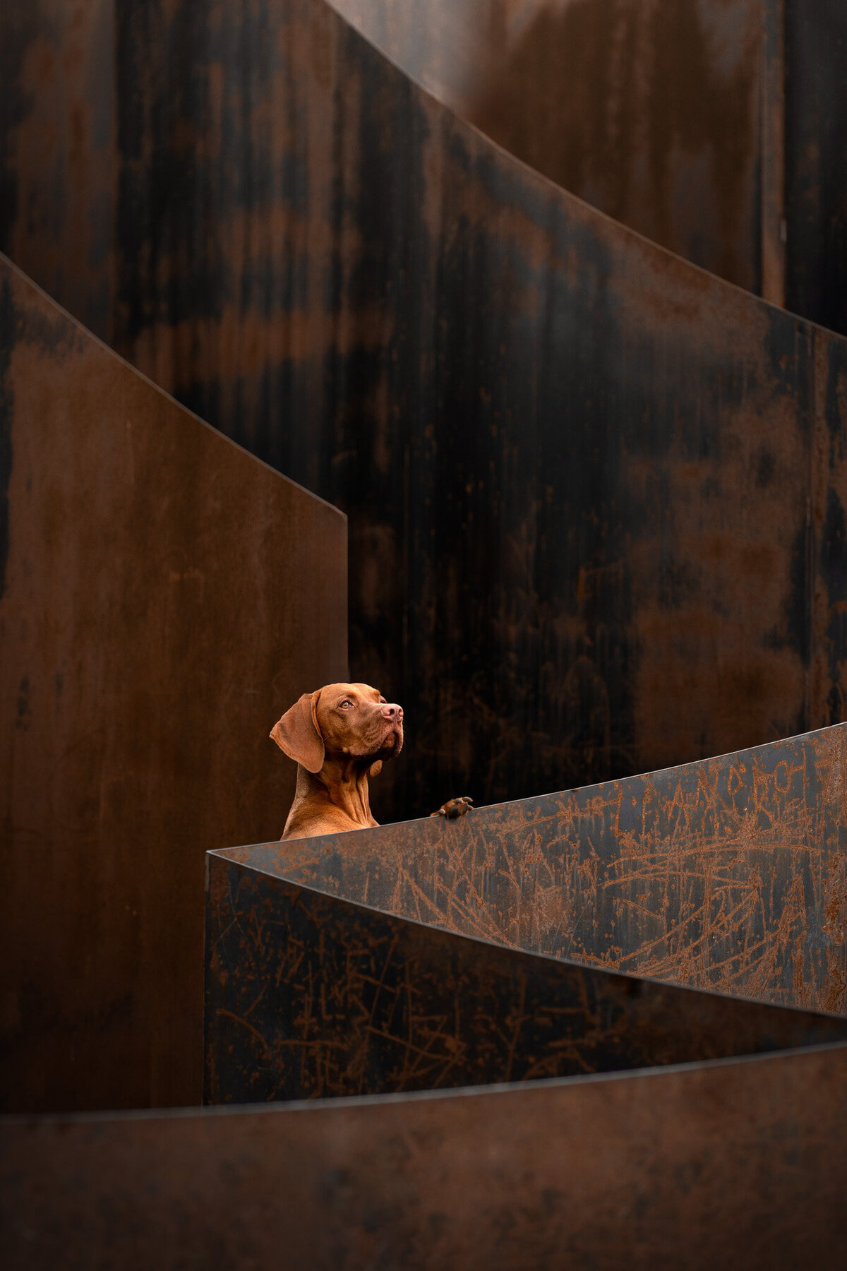 Hondenportret-Limburg-25