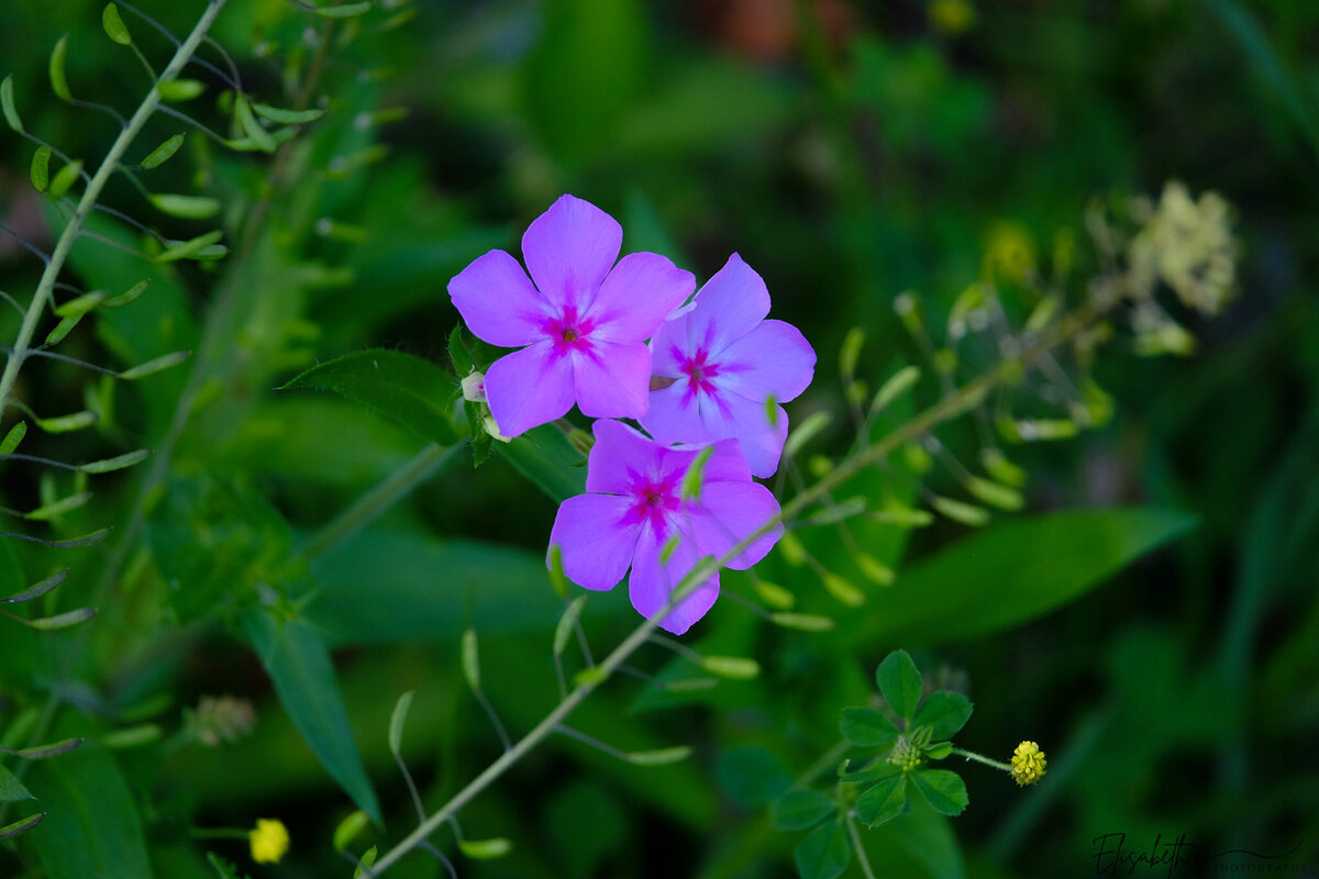 DSCF2024