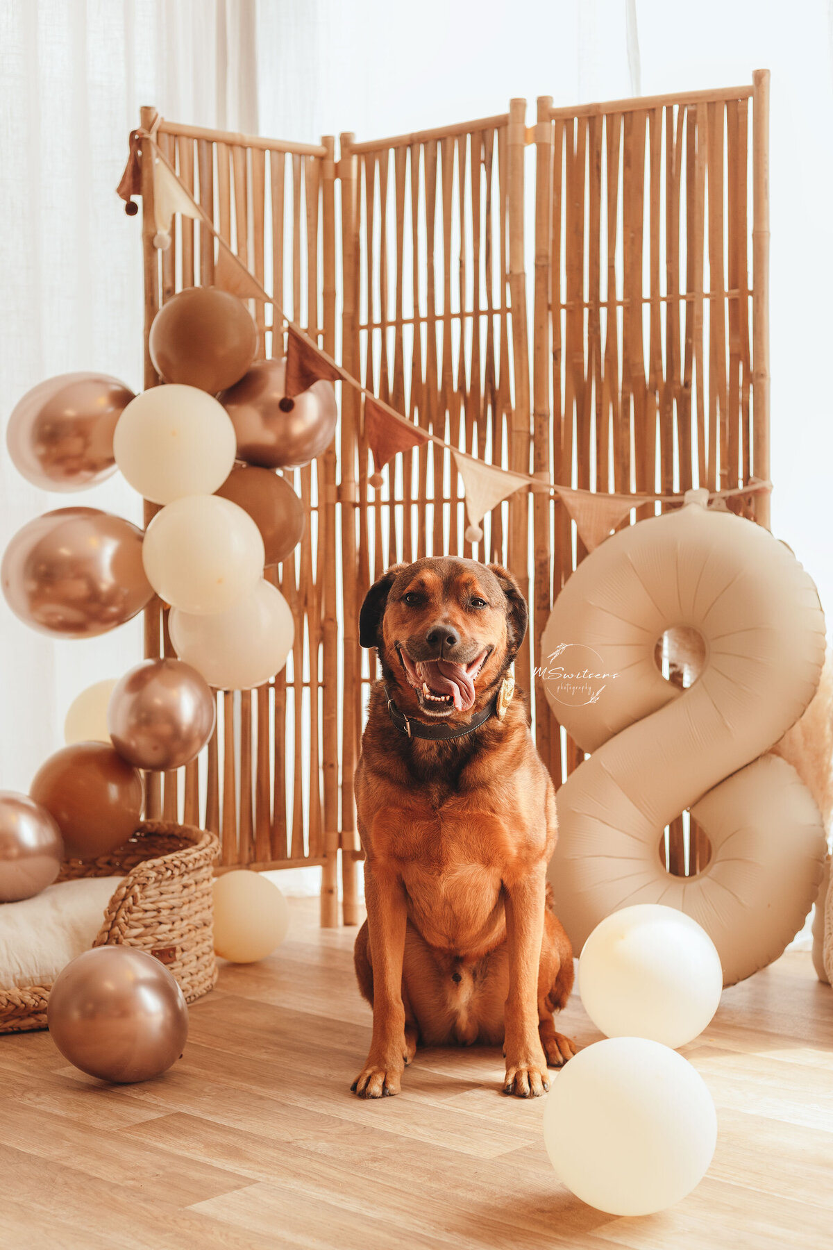 Hond die hondentaart opeet tijdens cakesmash fotoshoot