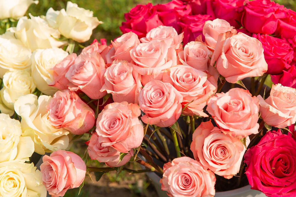 an assortment of white, light pink, and hot pink roses