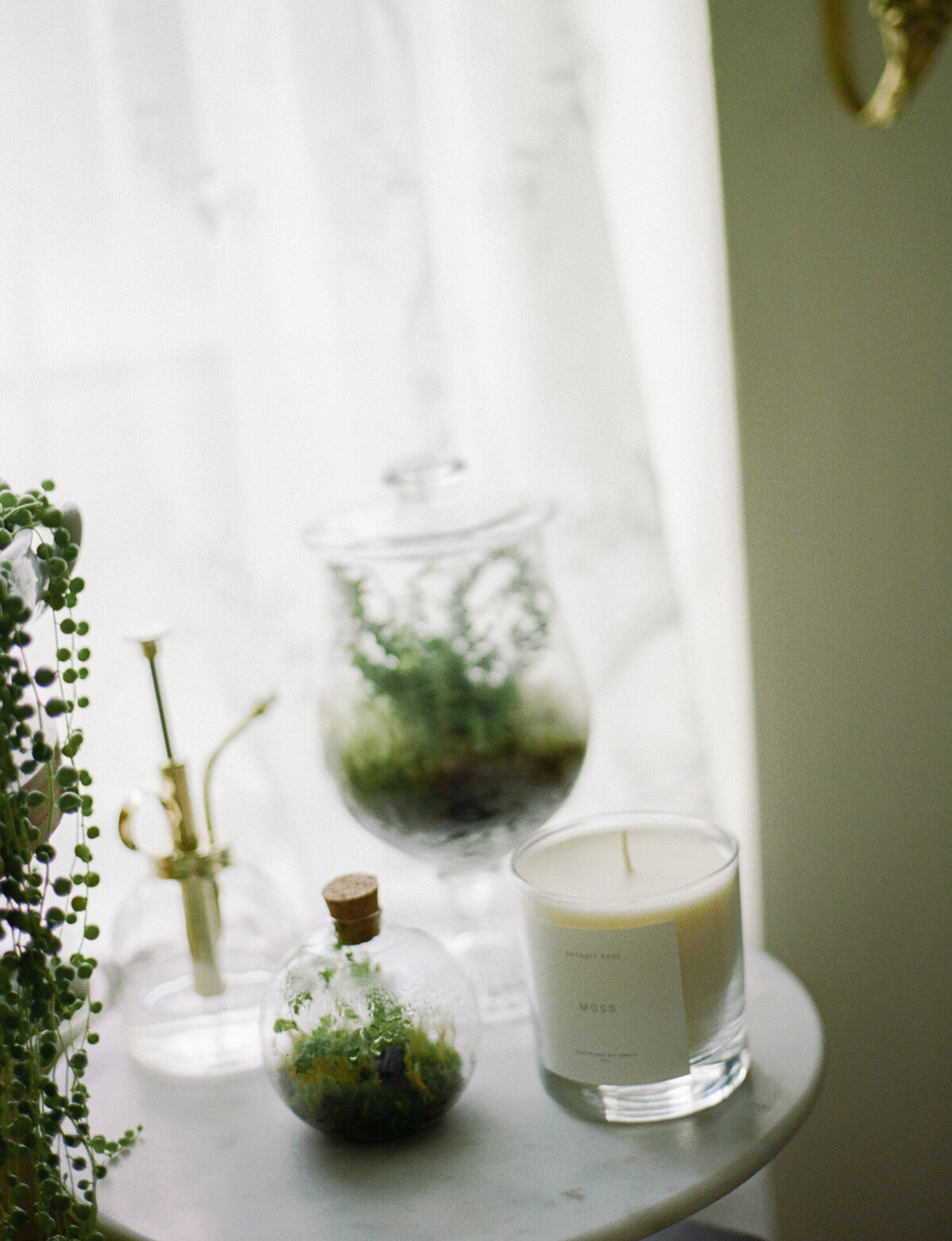 Detroit Rose Moss candle among plants, terrariums, film candle branding photoshoot, film product photos