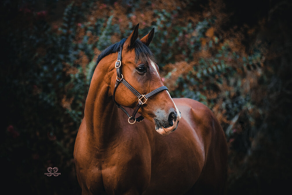 warmblood horse photo