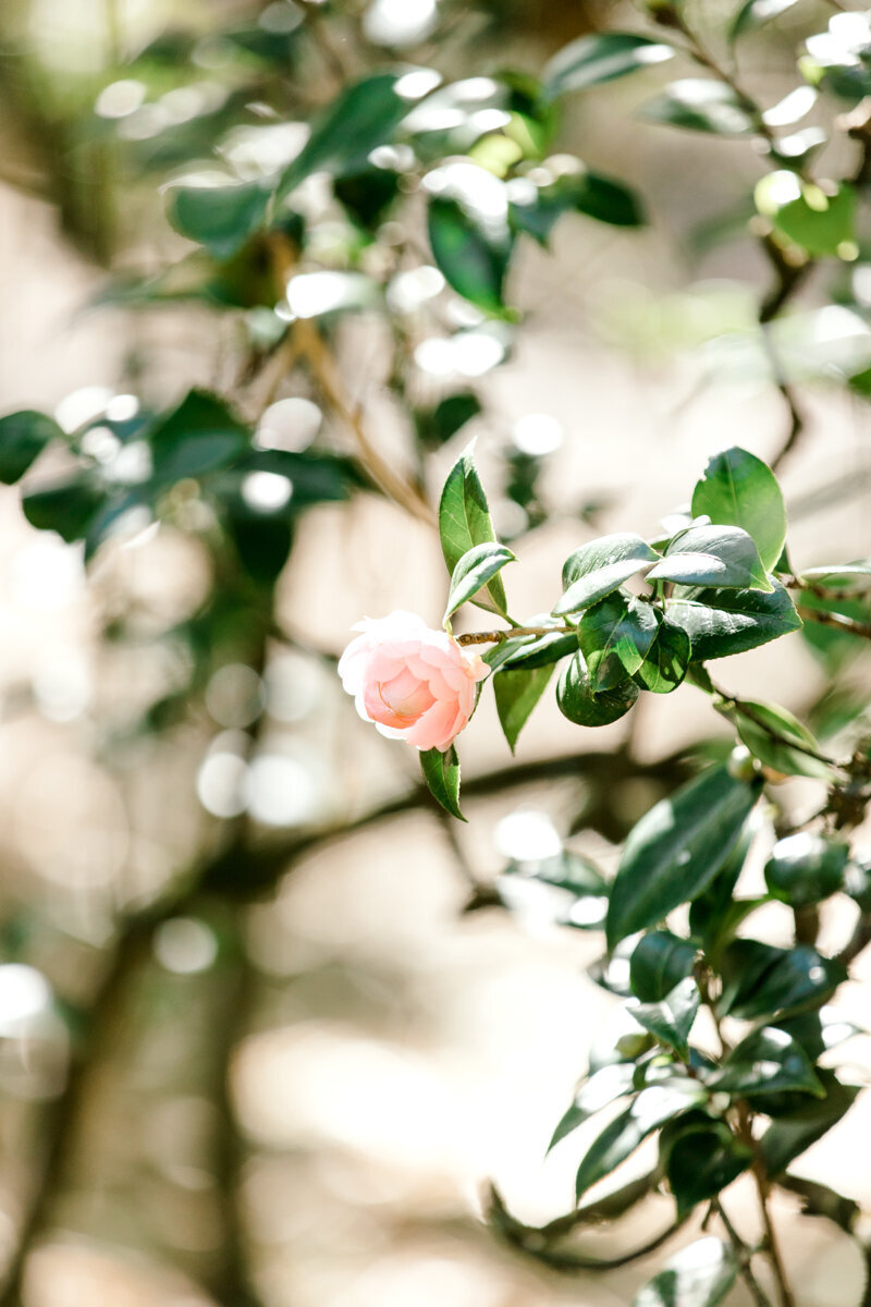 hernandez_bumbyphotography_0694
