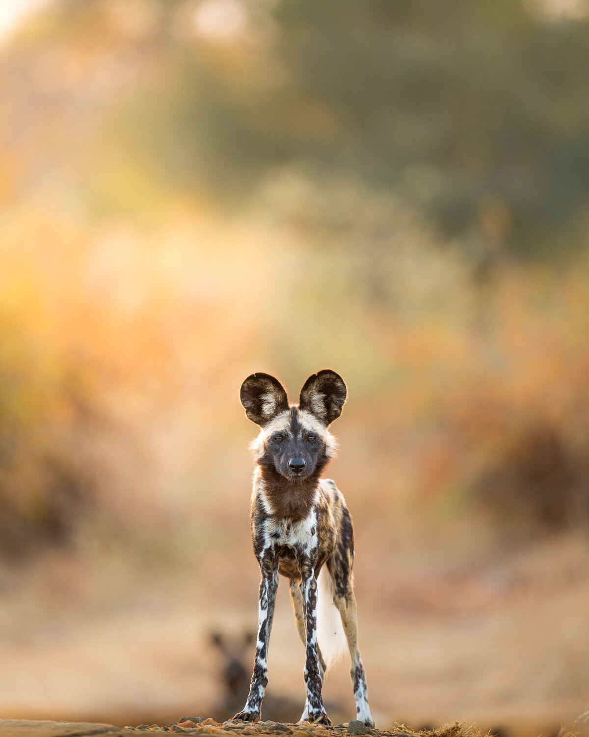 African painted wolf