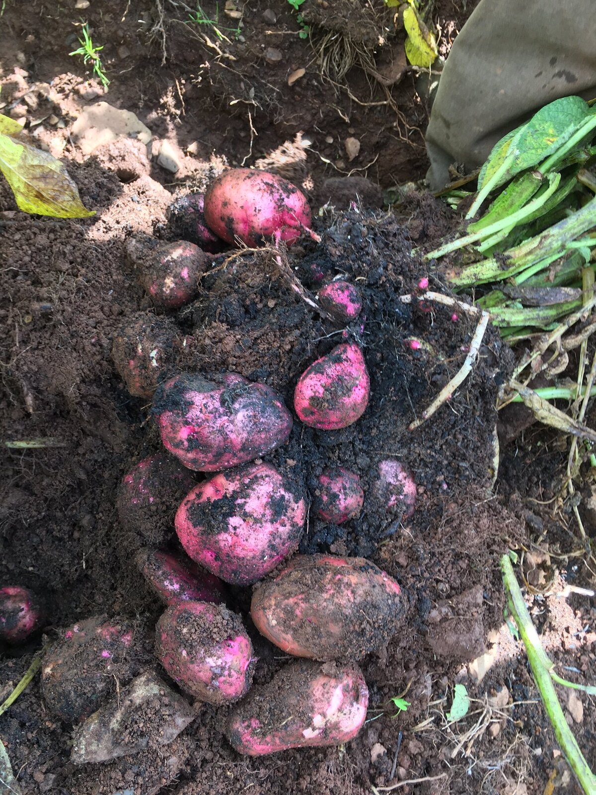 Potatoes1