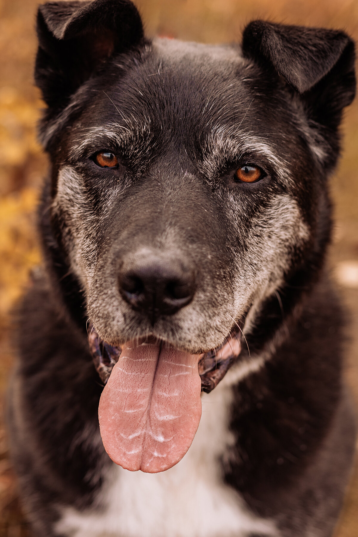 dog-with-toungue-out