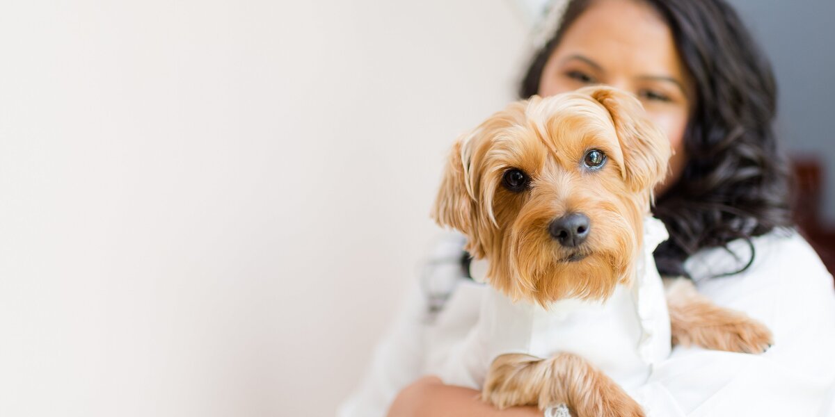 10_a-bride-and-her-dog_a-yorkie-poo