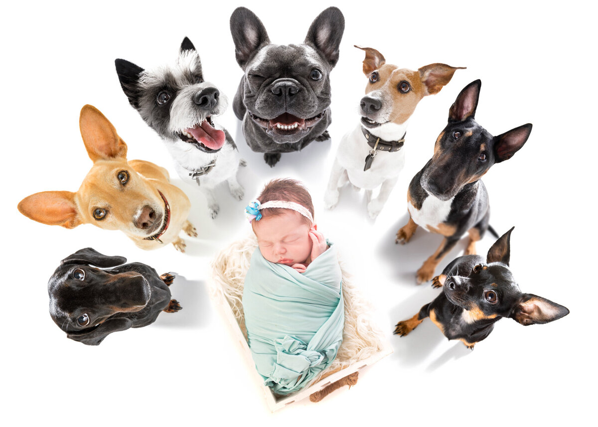 Newborn surrounded by adorable puppies in a heartwarming themed portrait, captured in Overland Park, Kansas. A unique choice for animal-loving families seeking creative newborn photography in the Kansas City area.