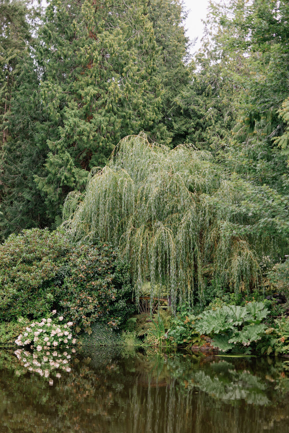 A serene pond surrounded by weeping willows and lush greenery