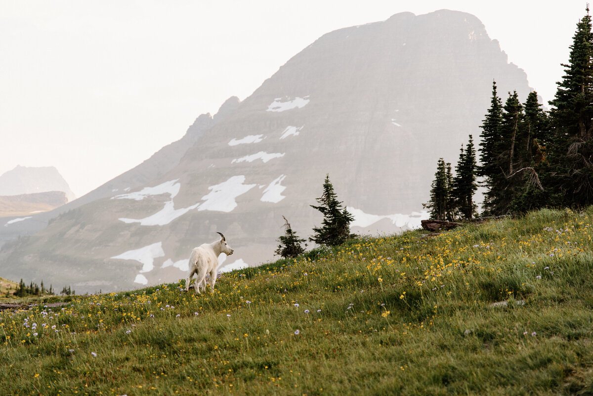 goat_logan_pass_glacier_national_park_1