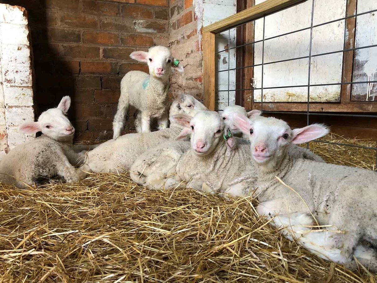Lamb Genetics