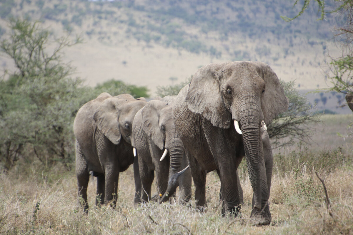 Serengeti Safari (2)