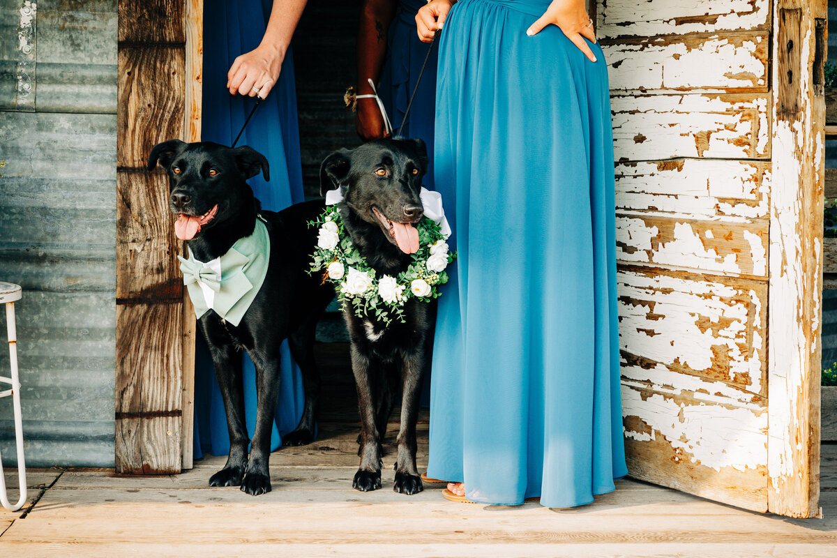 Two black Labrador dogs in wedding attire at Cattle Springs in Arlee, MT