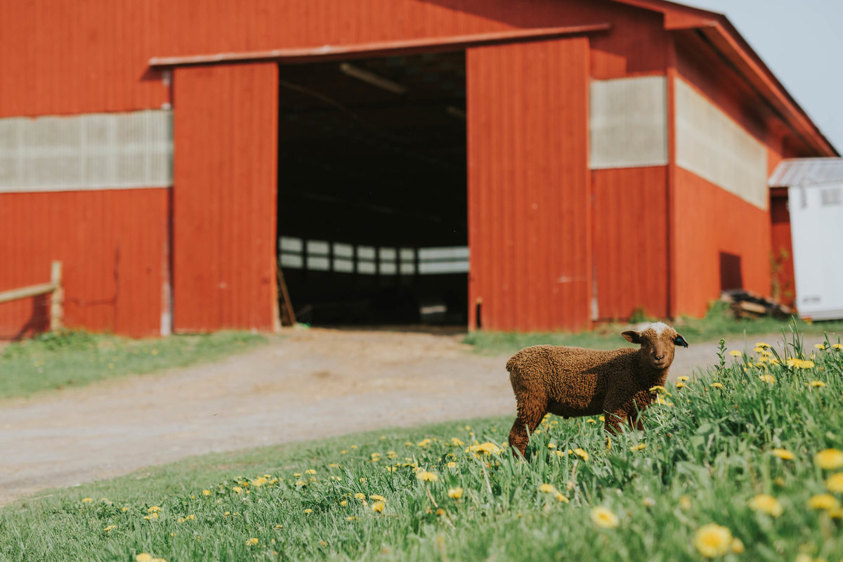 Vermont Commercial Photographer Amy Donohue Photography-2534