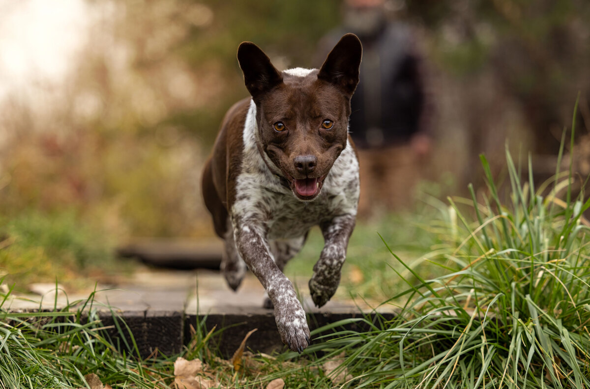 brown-dog-running