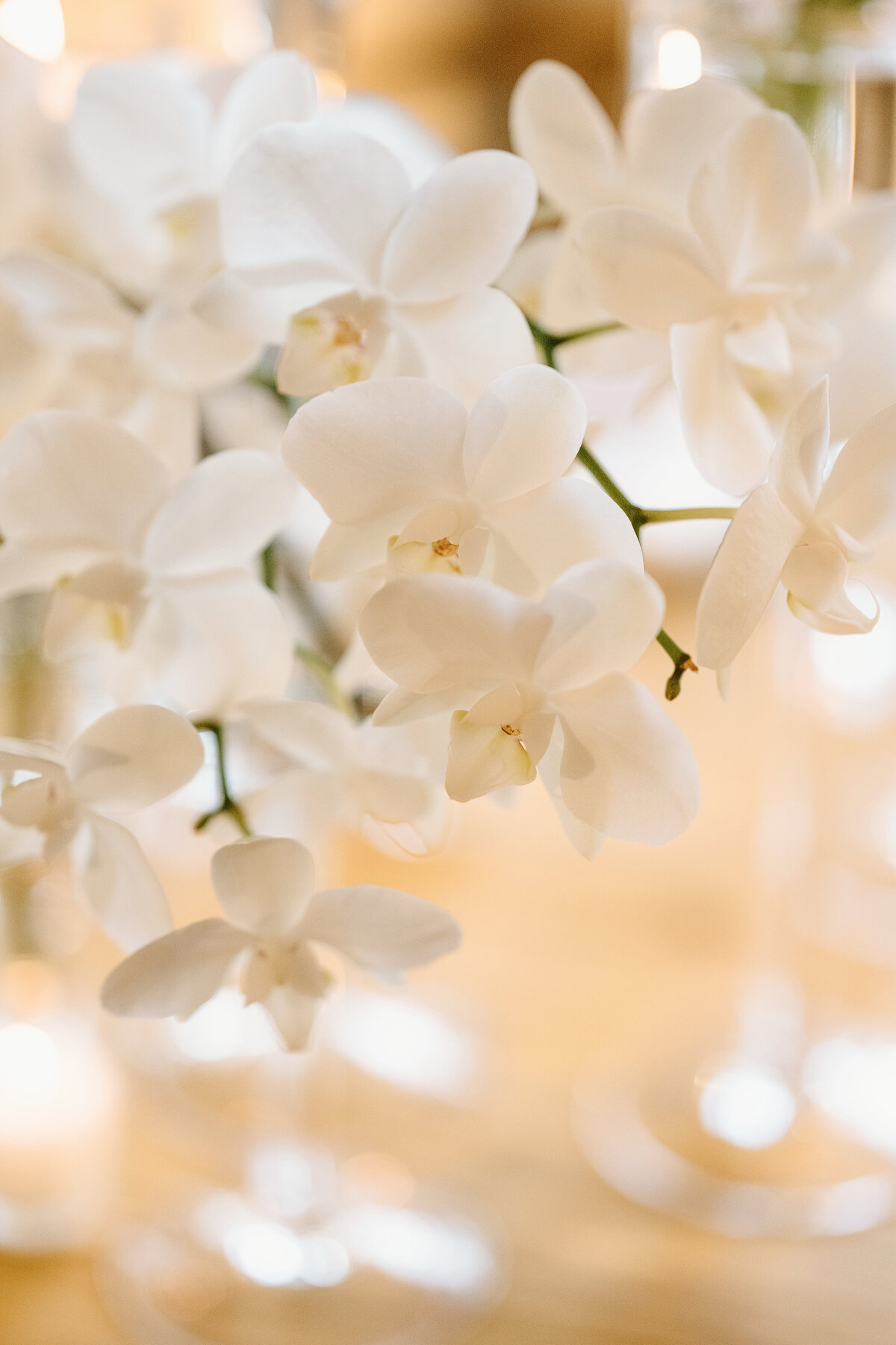 wedding Orchids symbolizing pure love