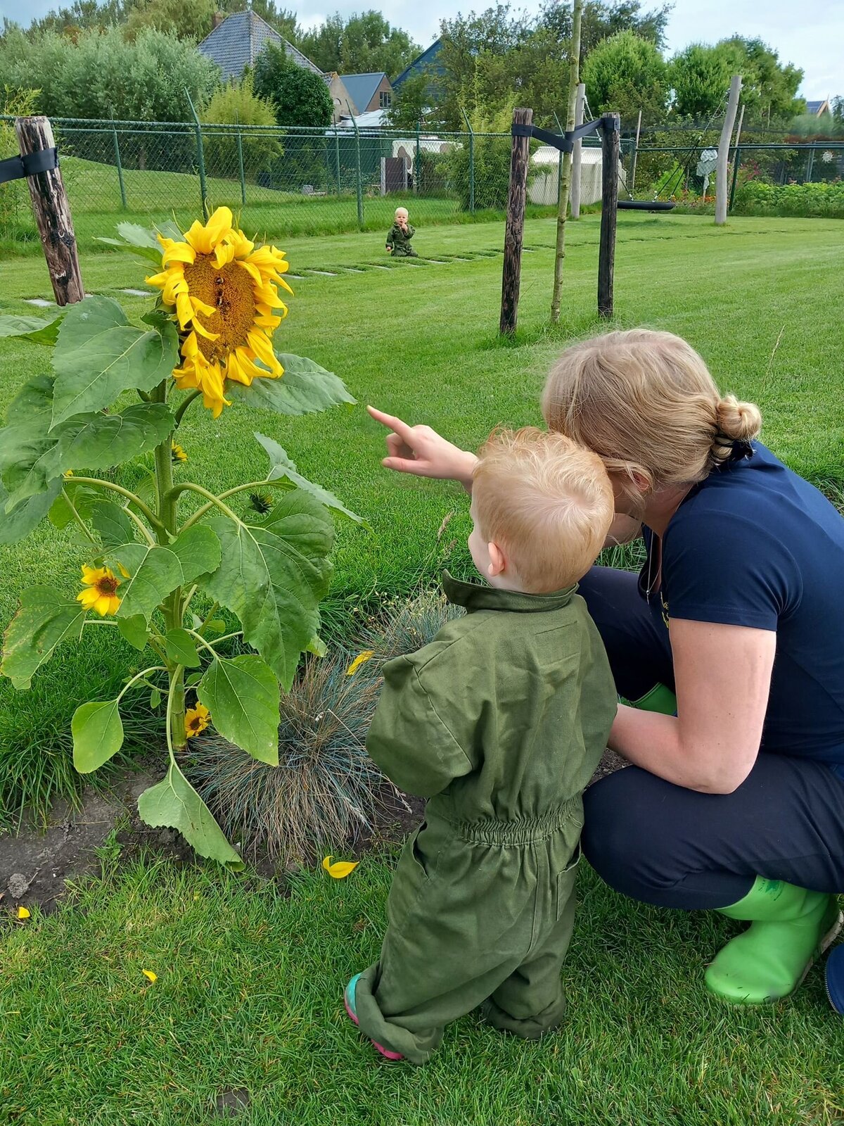zonnebloem speelweide