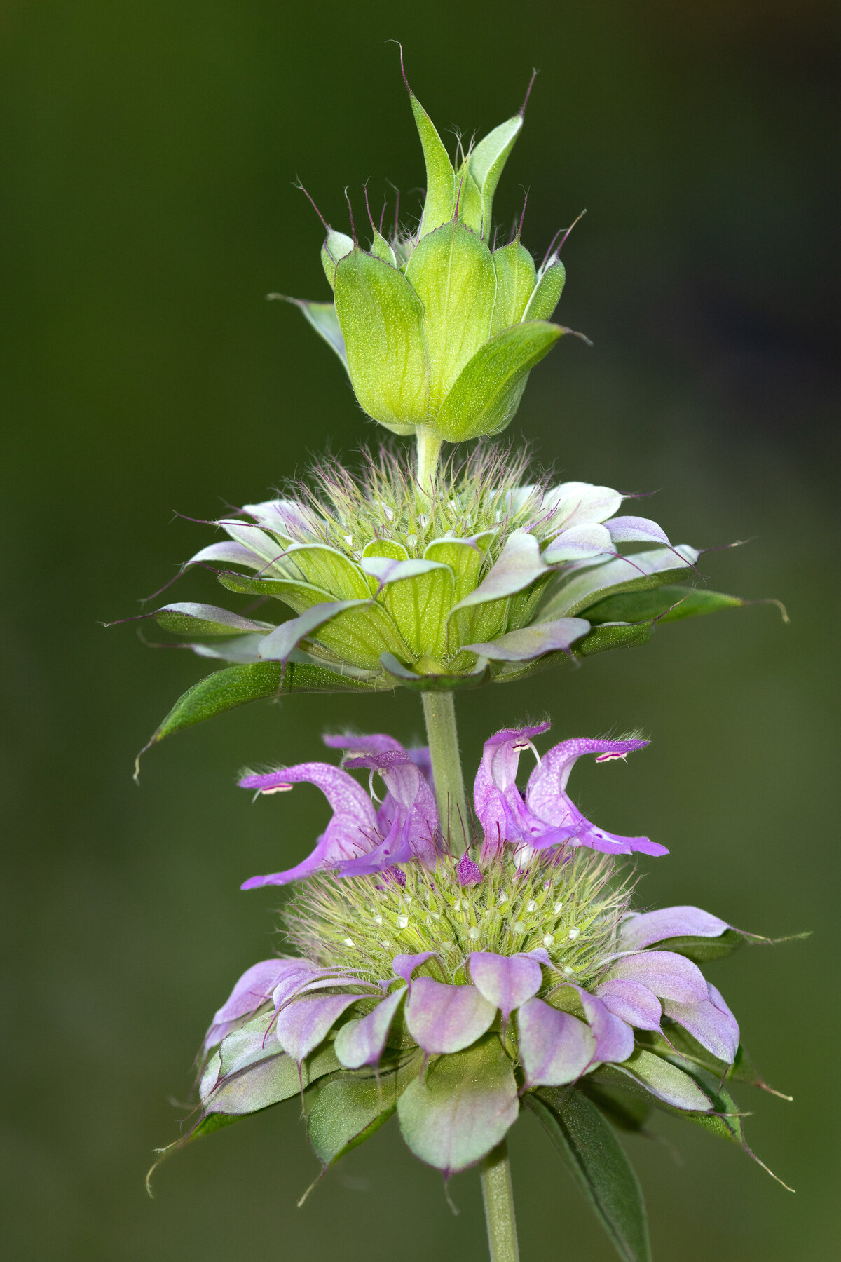 beebalm_0257