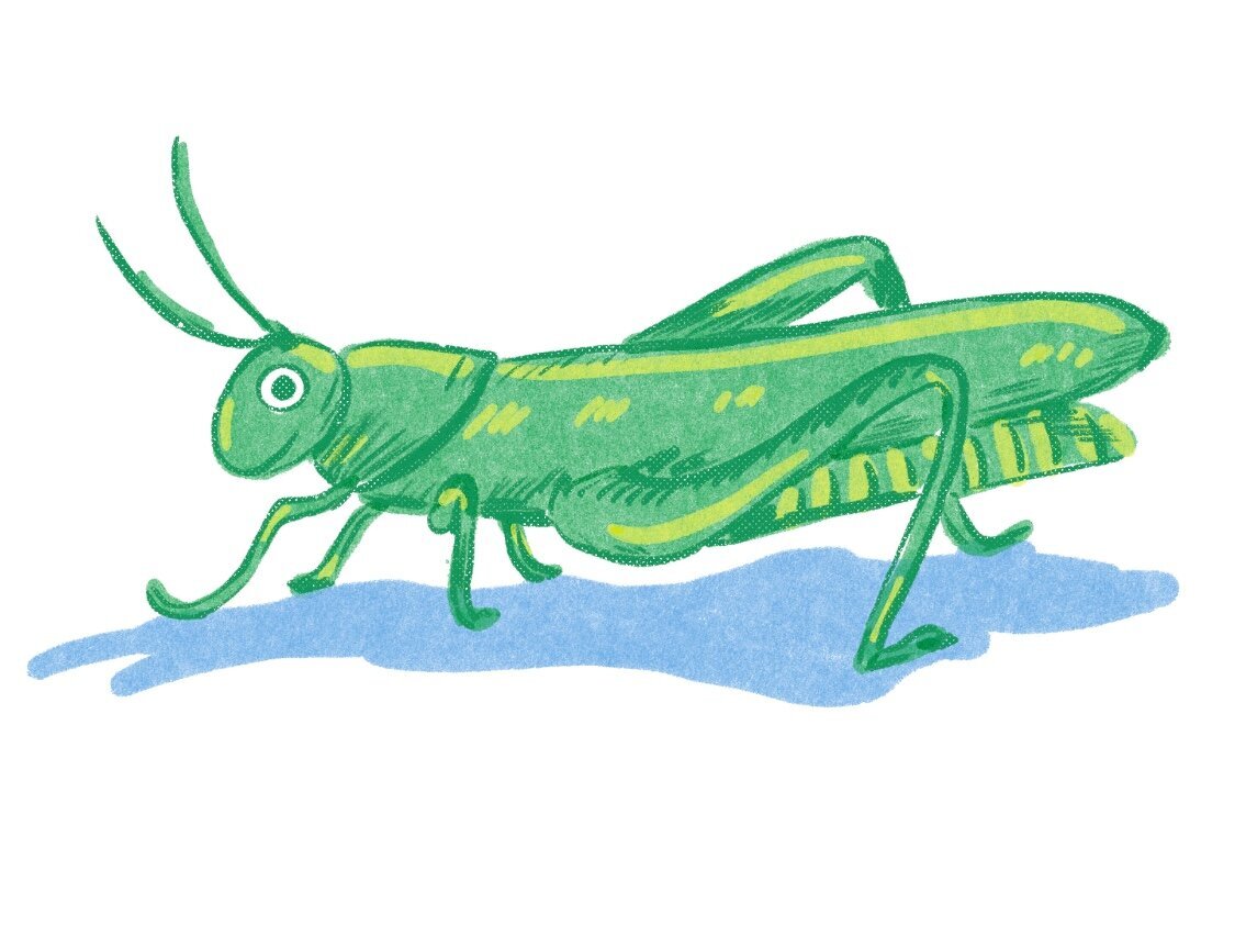 SkyeMcNeill_GrasshopperCutie