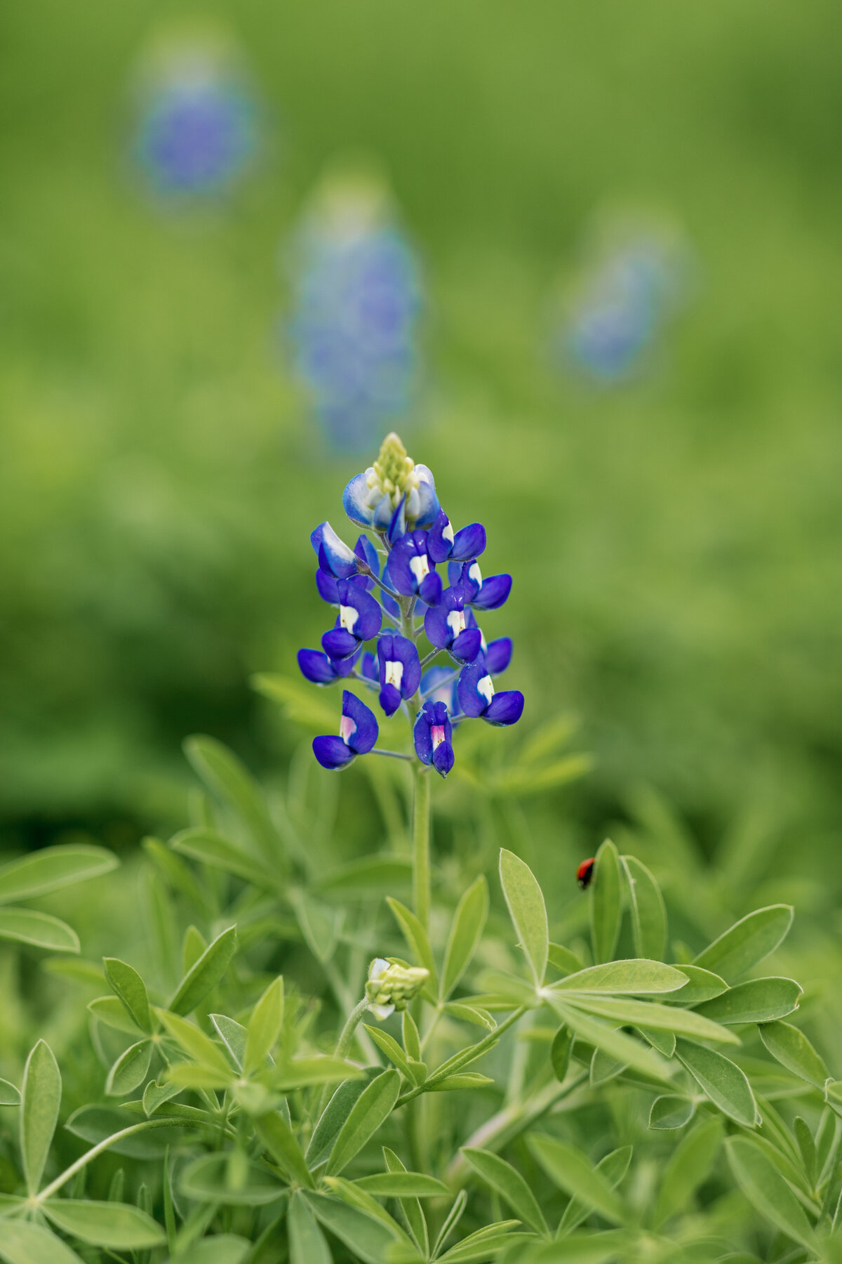 TheLocalPhotos_edited-15