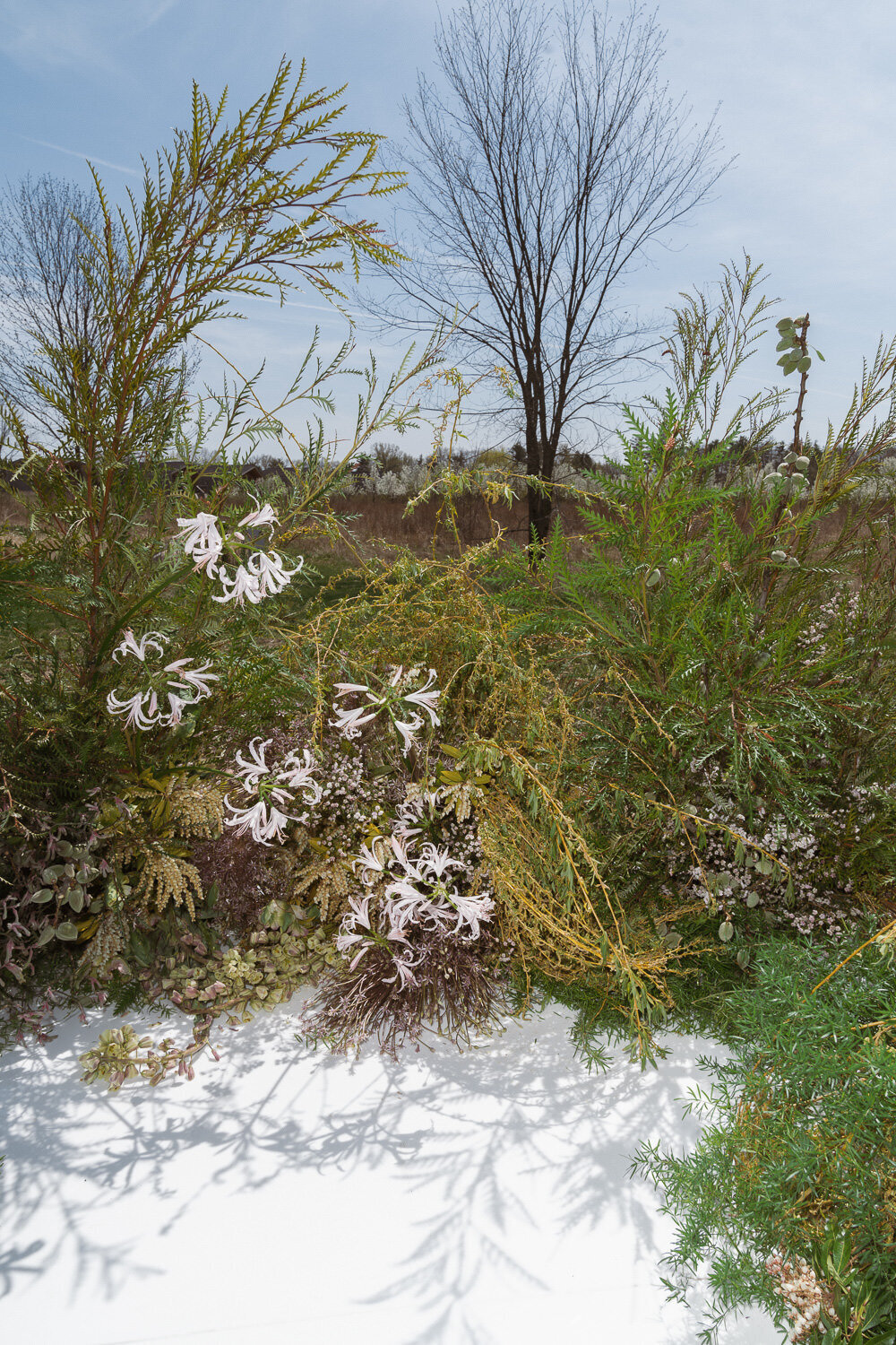 wildflower-web--113