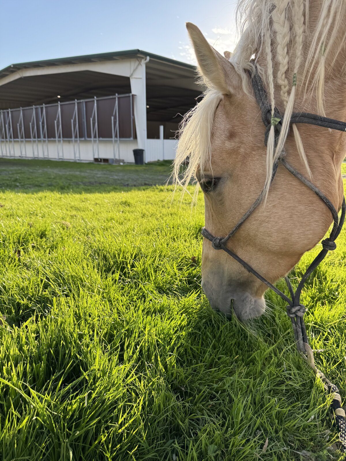 A palomino horse eats luscious green grass in he foreground, in the background there is large covered riding arena at Fox Hollow Equestrian Center in Pleasanton, CA