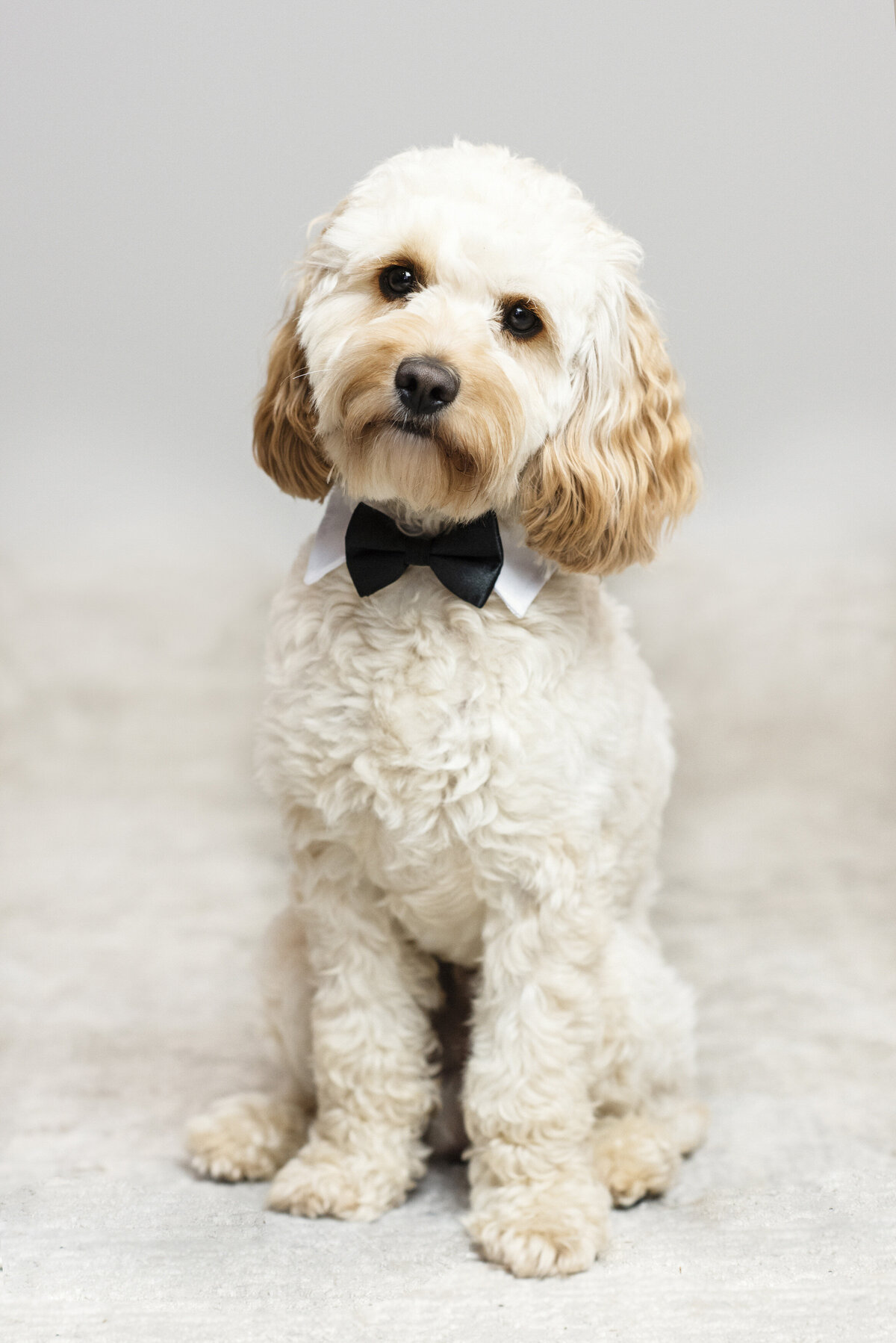 A small dog with a bow tie on