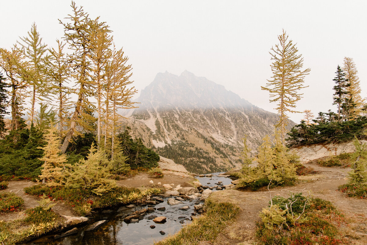 larch_trees_lake_ingalls_hike_washington_2