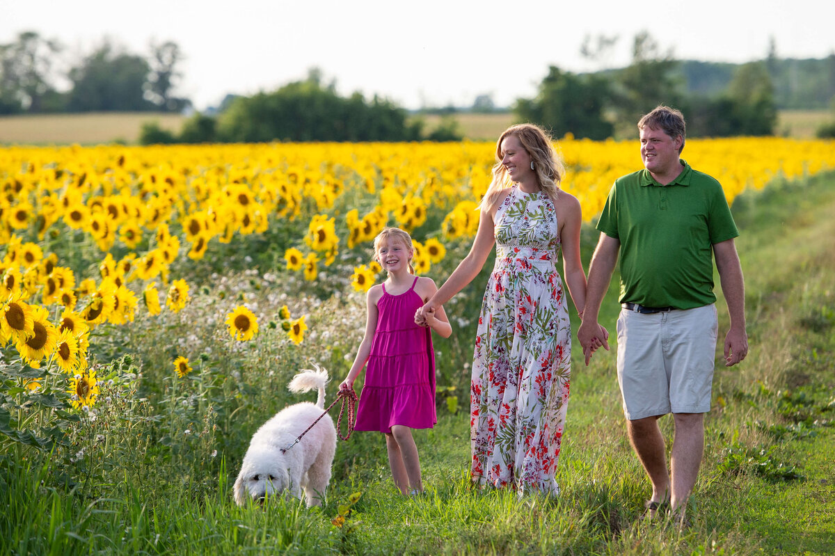 a family walks holding hands in a field of sunflowers at sunset captured by Ottawa Family Photographer JEMMAN Photography