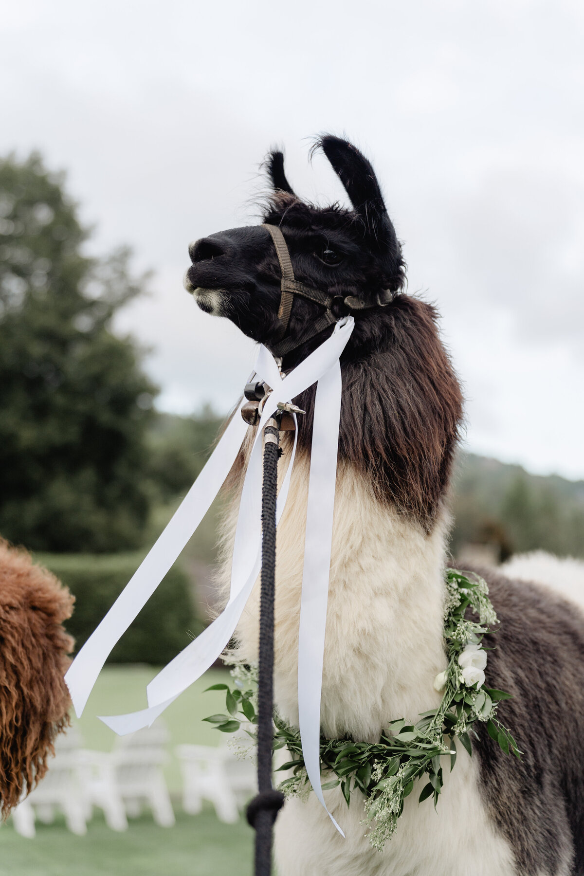 Bride and Groom at Chattooga Club Cashiers NC by Wedding Photographer Nick Francis-53