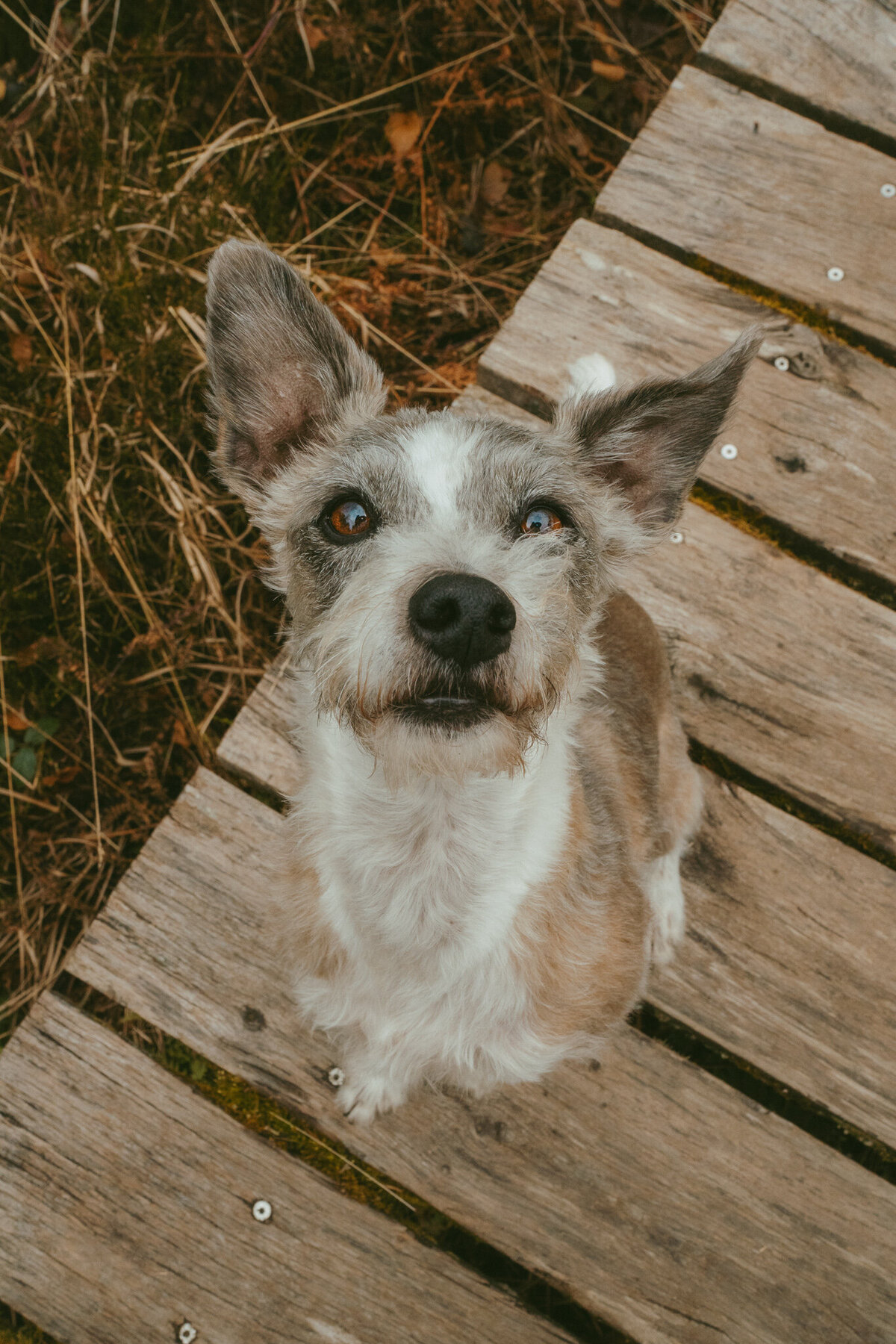 Elis-Fotografie-Hundefotografin-Solothurn-Tiefotografin-Biel-Paarfotos Solothurn-Hochzeitsfotograf-Bern104