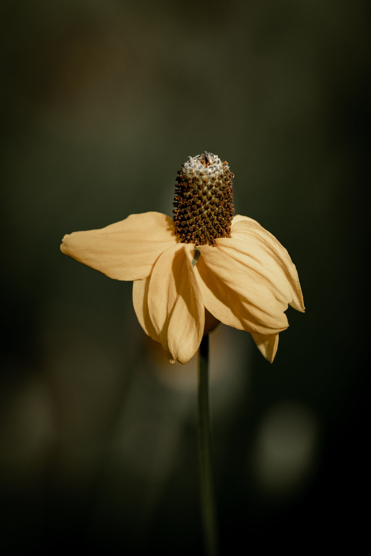 mexican_hat_0298